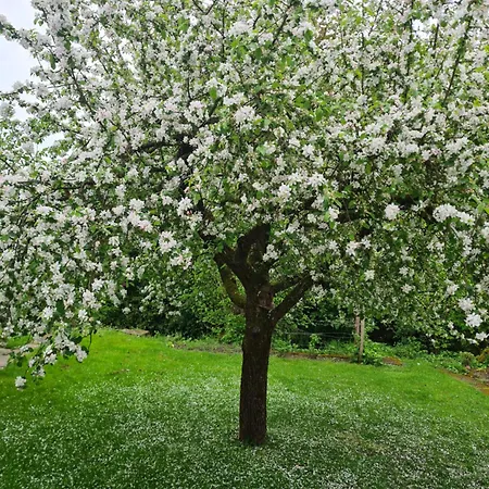 L'escale Champetre 3* Uhrwiller